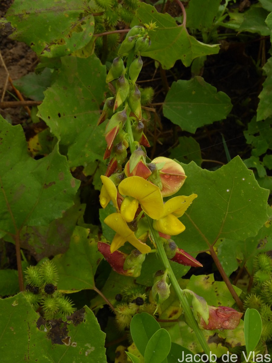 Crotalaria retusa L.